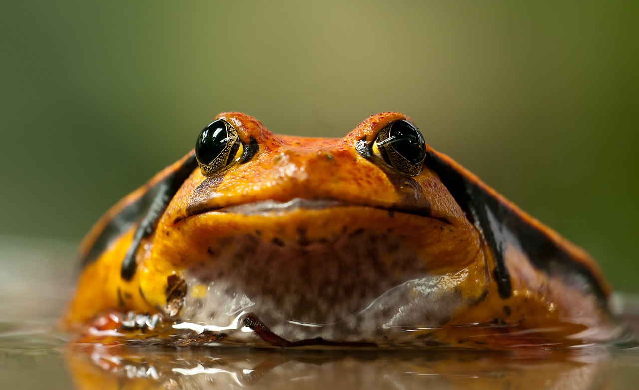 Die Eat that Frog-Methode – Prokrastination besiegen