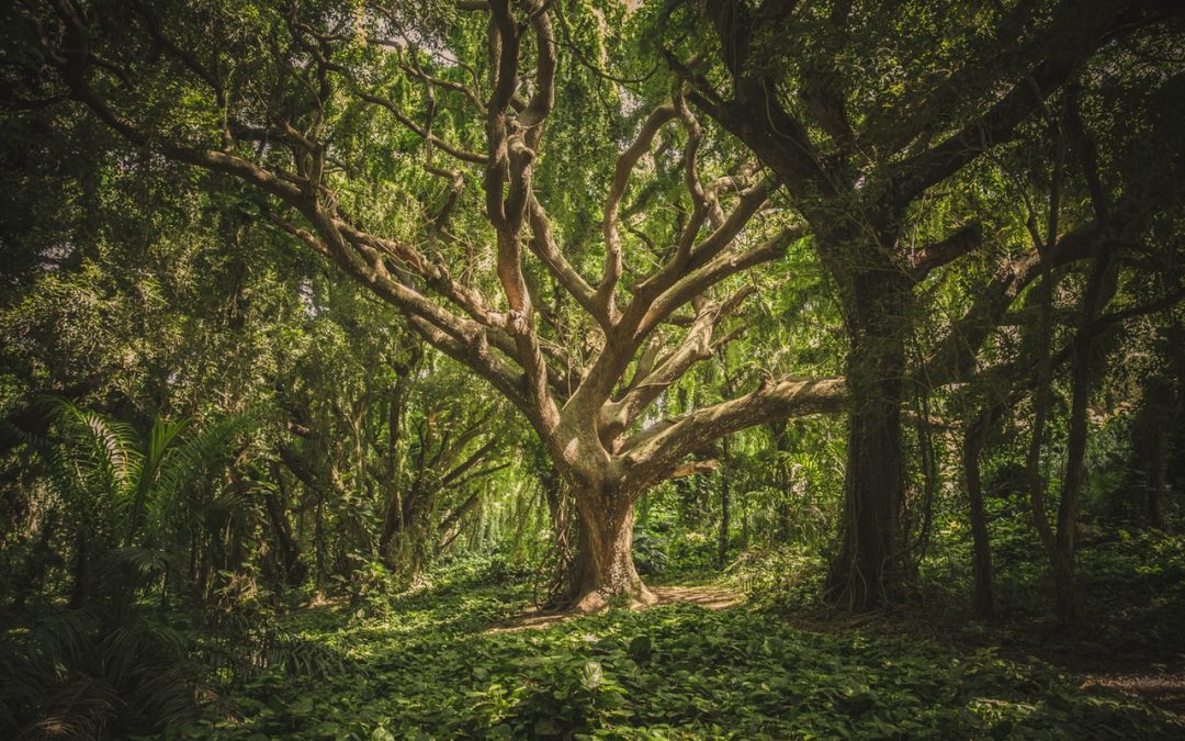 Bild von einem Baum, den du mit der Forest App pflanzen könntest